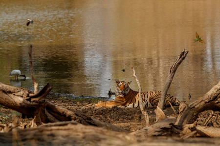 老虎在自然栖息地