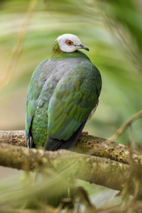 白肚御鸽 Ducula forsteni, 来自印尼森林和林地的美丽多彩的鸽子