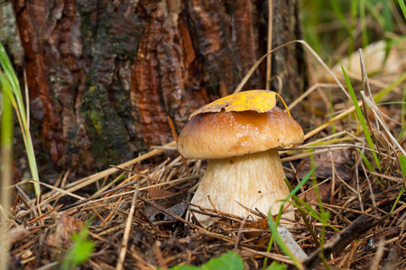 森林可食用蘑菇牛肝菌