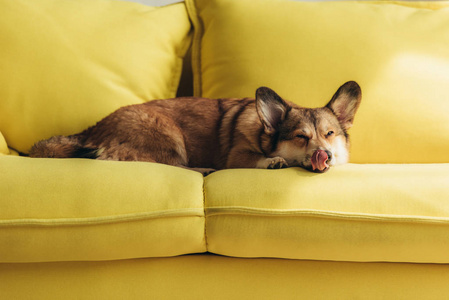 滑稽的威尔士科吉狗舔鼻子在黄色沙发上