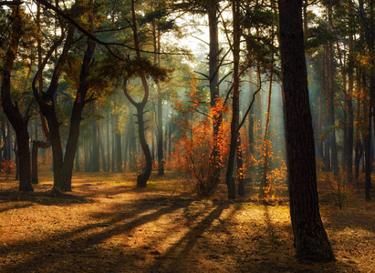 走在森林里。早上。太阳光线。美。秋天