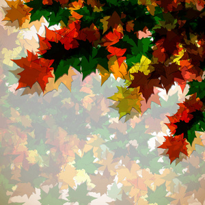 秋季背景的枫树叶。Colofrul 图像
