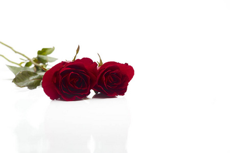 白色背景上的两朵红玫瑰, 爱情与婚姻的概念, 设计的空白空间