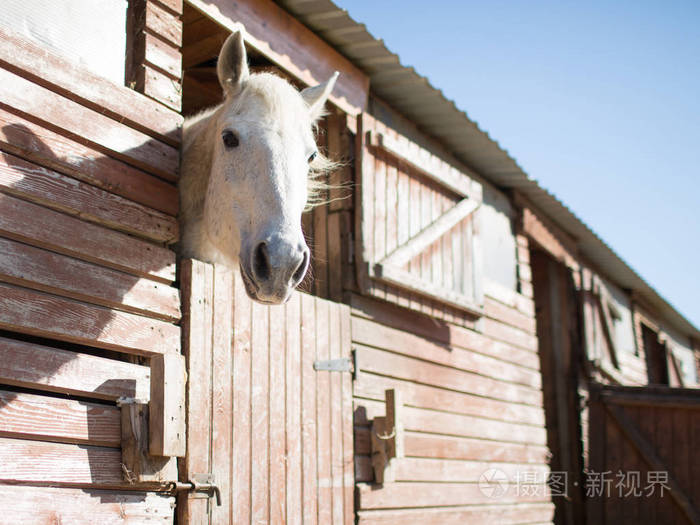 马从马厩里看出来, 马厩