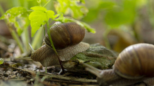 田螺蜗牛在柏油路上爬行.