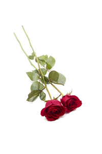 白色背景上的两朵红玫瑰, 爱情与婚姻的概念, 设计的空白空间
