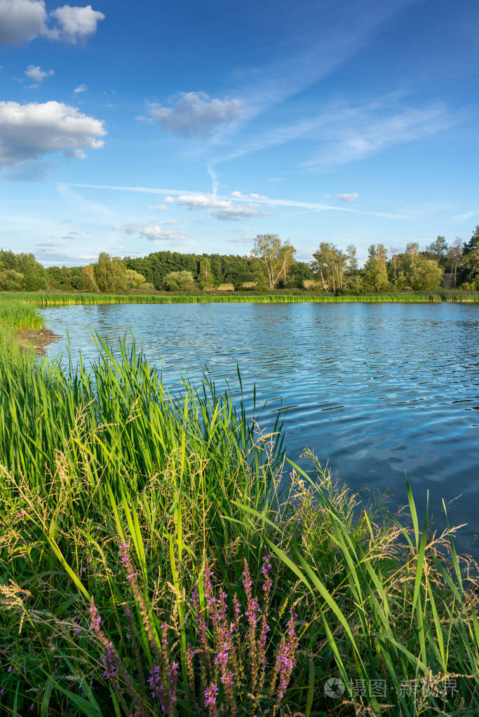小湖与芦苇在阳光明媚的夏天国家.风景在平静的自然