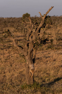 猎豹幼崽爬下树在萨凡纳