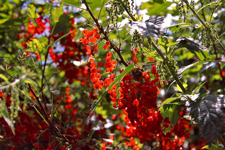 树枝上珊瑚的红色浆果照片