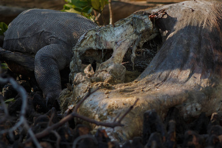 栖息地的恐龙图片