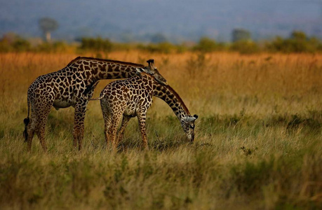 长颈鹿在美丽的自然栖息地