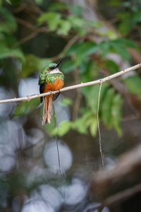 在自然界中栖息在树上的红棕色尾啄木鸟