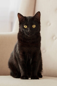 黑猫在沙发上