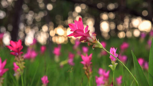 美丽的野生暹罗郁金香盛开在丛林中的西通国家公园, 猜也蓬省, 泰国