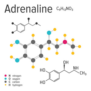 载体肾上腺素分子的化学表达式