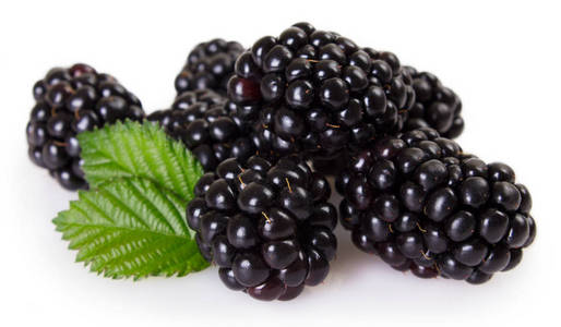 孤立的白色背景上的新鲜黑莓