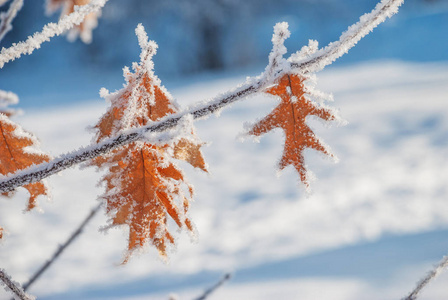 秋叶的红橡木, 披着白色蓬松的霜, 在寒冷冬日的雪花的背景下