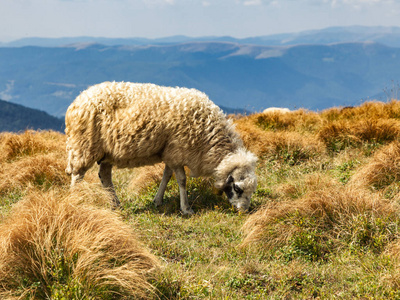 一只孤白羊从山上的羊群中走失