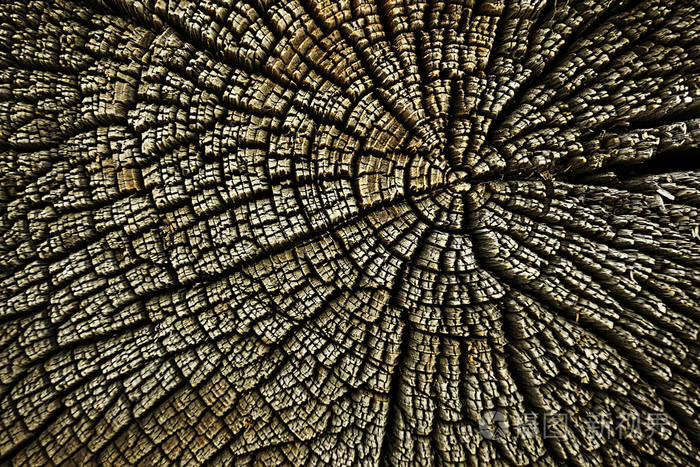 树坯结构年轮