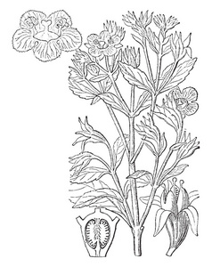 一幅画, 显示了 Columellia 植物的不同部位。零件是花, 半子房和果子, 复古线图画或雕刻例证