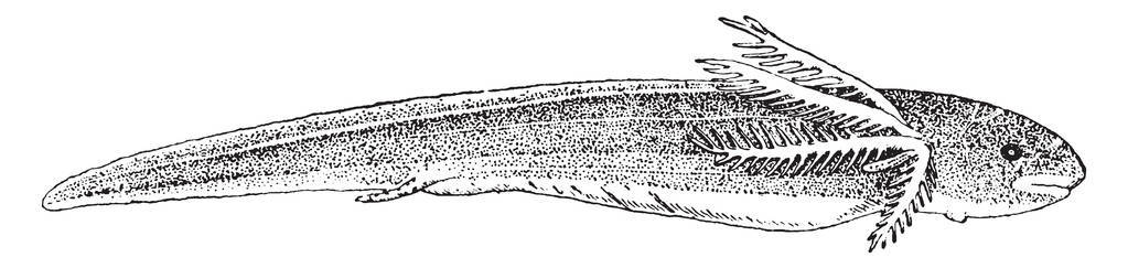 南美肺鱼幼虫, 这是肺鱼的单一物种, 复古线画或雕刻插图照片