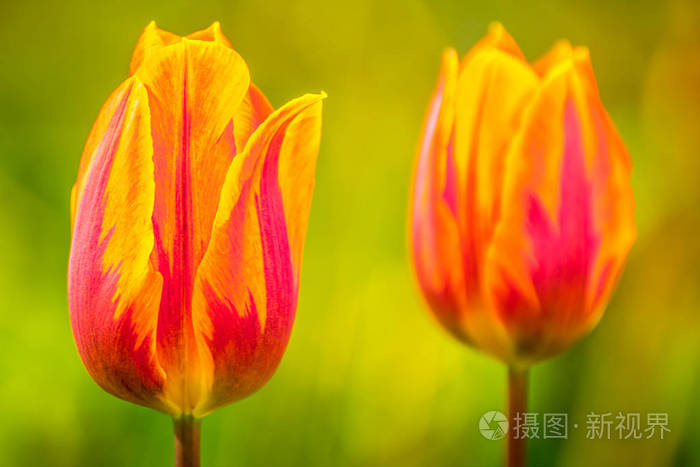 郁金香, 郁金香在春季开花, 染色的颜色多种多样