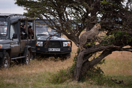 猎豹幼崽爬上树的狩猎车