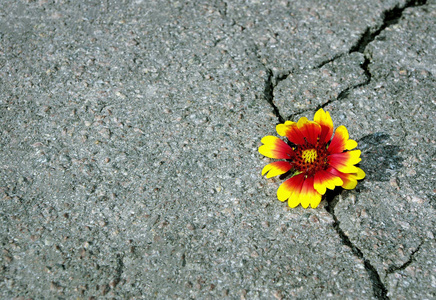 沥青的裂缝和美丽的花朵照片