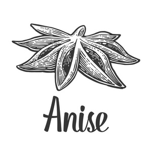 茴香种子白色图片