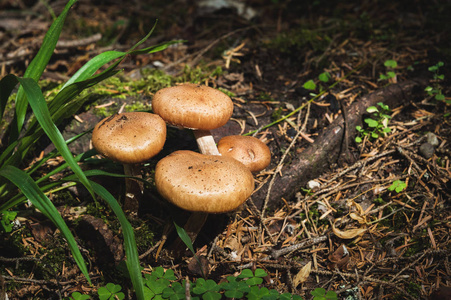在针叶林中伞蜂蜜的食用蘑菇。自然环境中的蘑菇群