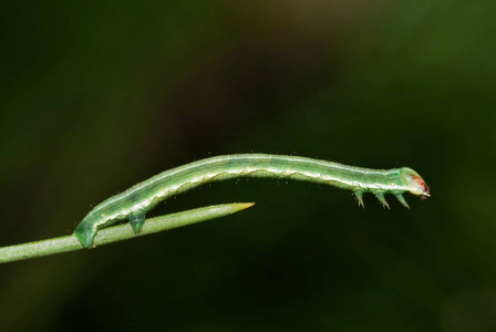 这个小尺蠖似乎无处可去, 因为它达到了它的松树针结束照片