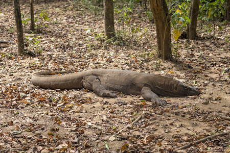 一只成熟的科莫科龙在科莫那岛的森林地板上栖息
