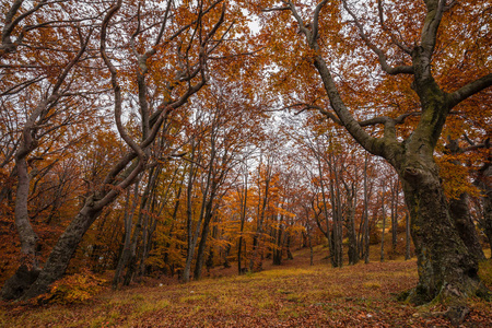 秋天的森林和自然色彩