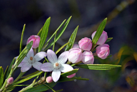 澳大利亚本土粉红色 Waxflowers, Eriostemon australasius, 家庭芸香, Uloola 轨道, 