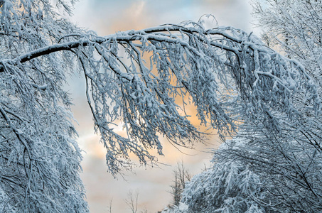 冬季森林与雪