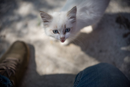 可爱的白色小猫与美丽的眼睛看着一个男人
