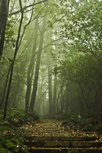 路径和步骤在一个朦胧的神秘森林。中国, 张家界国家森林公园