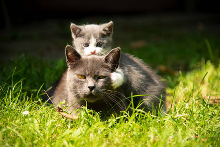 猫与婴孩小猫在草