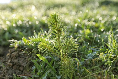 野生草甸冷杉树芽, 特写视图