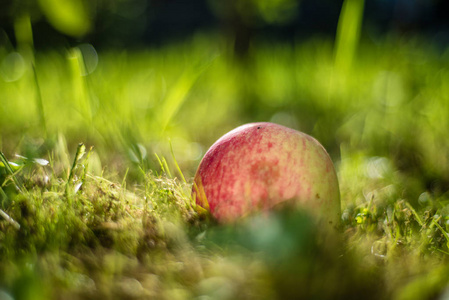 红苹果躺在绿色的夏日草地上