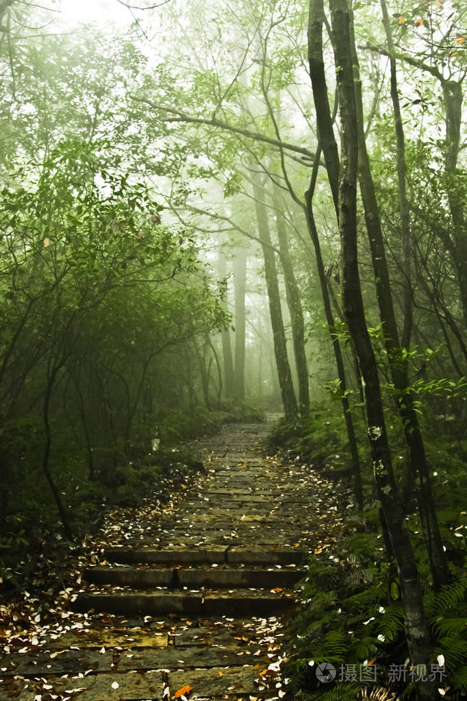 路径和步骤在一个朦胧的神秘森林.中国, 张家界国家森林公园