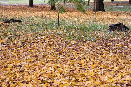 秋天公园里的草坪, 上面覆盖着落下的黄叶