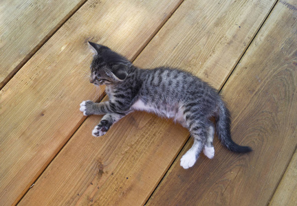 一只小花猫坐在木板上。小猫躺在那里。脚爪。宠物是四条腿