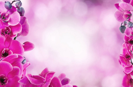 粉红色的兰花花卉背景