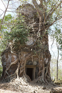 在柬埔寨暹粒的 koh k灭寺综合体被毁坏的树寺 prasat chrap 的根