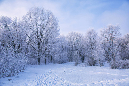 冬天的雪树分支反对色彩斑斓的天空景观