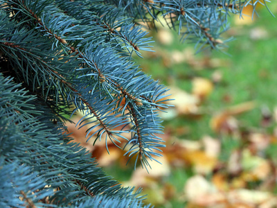 美丽的蓝色云杉分支作为圣诞节假期的元素