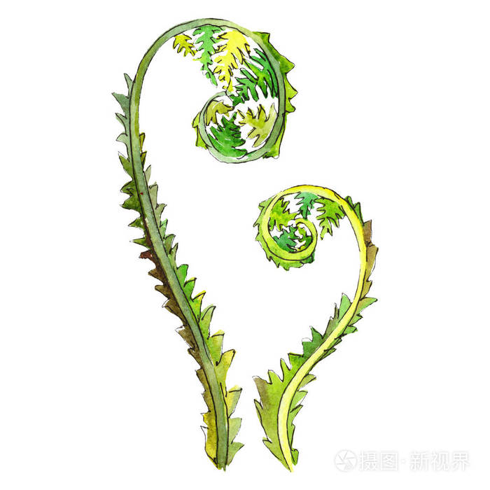 隔离的绿色蕨类植物插图元素.水彩背景插图集.绿叶