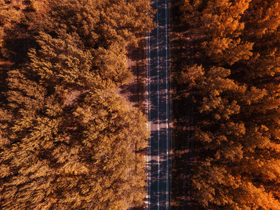 穿越秋林的空旷道路的航空摄影, 顶视图无人机的观点