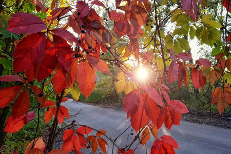 公园里有红黄秋叶的野葡萄。秋季乡村景观与透镜耀斑